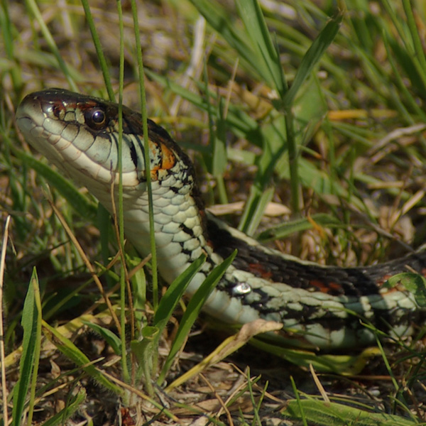 Photo of Thamnophis sirtalis by <a href="
http://shuswaplakephotos.wordpress.com/">Dawn Kellie</a>